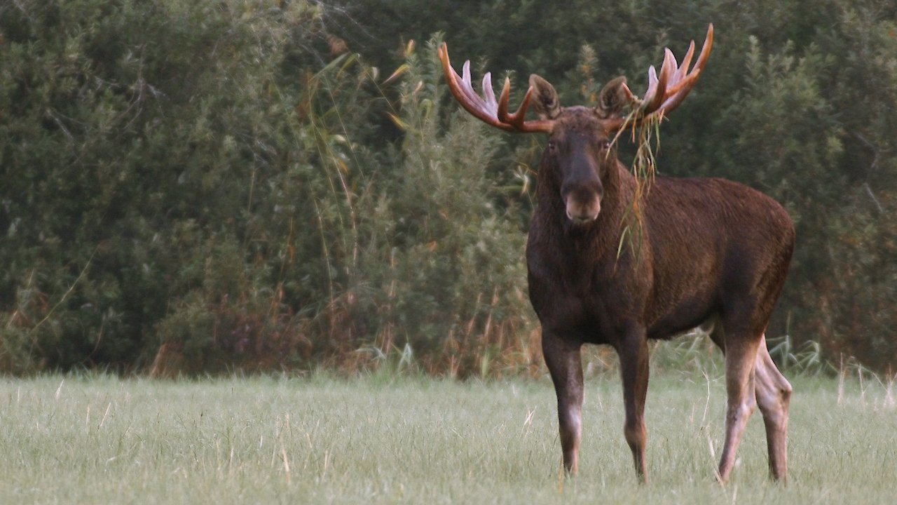 Matsalu Moose