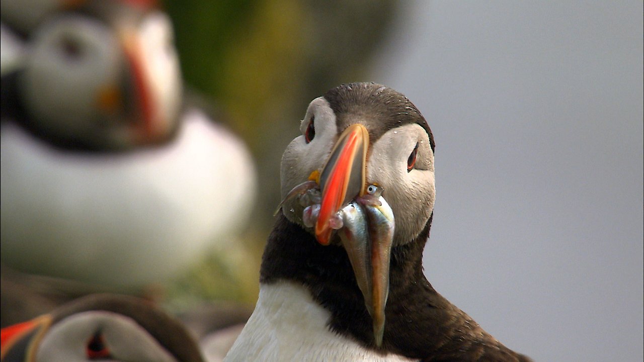 Secrets of the North Sea