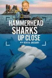 Hammerhead Sharks Up Close with Bertie Gregory