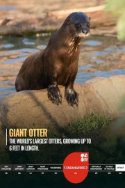 Giant Otters