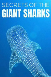 Secrets of the Giant Sharks