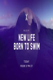 New Life: Born to Swim