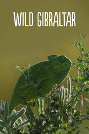 Wild Gibraltar