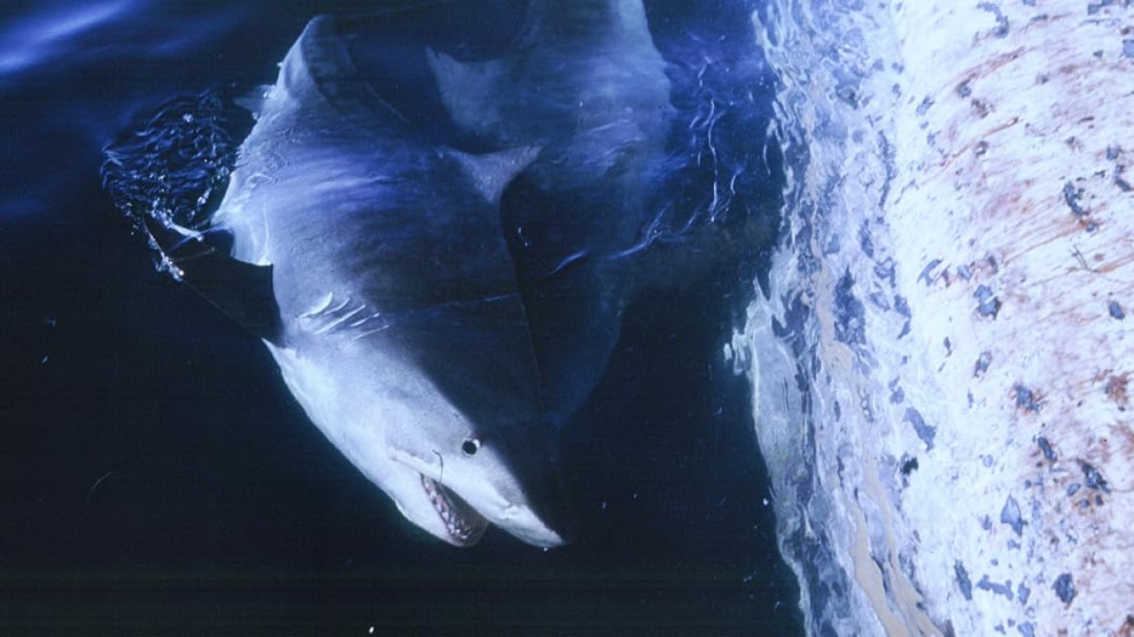 Sharks, Scavengers of the Seas