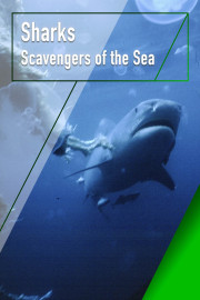 Sharks, Scavengers of the Seas