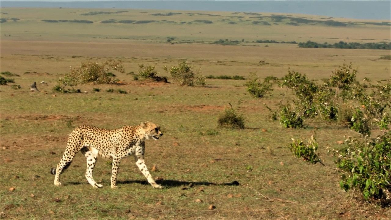 The Incredible Five - A Cheetah's Tale