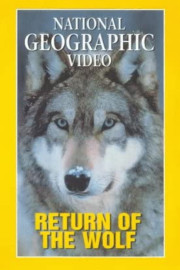 Return of the Wolves