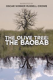 The Olive Tree and the Baobab