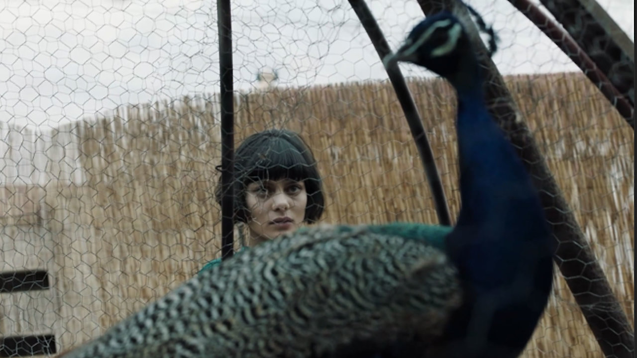 Peacock