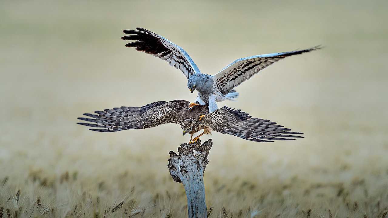 Harrier's Plight