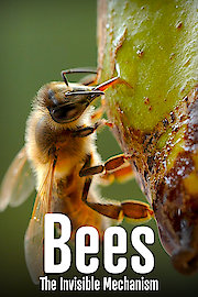 Bees - The Invisible Mechanism