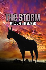 The Storm: Wildlife in Wild Weather