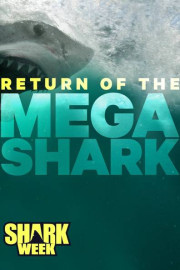 Return of the Megashark