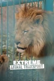 Extreme Animal Transport: Adult Lion
