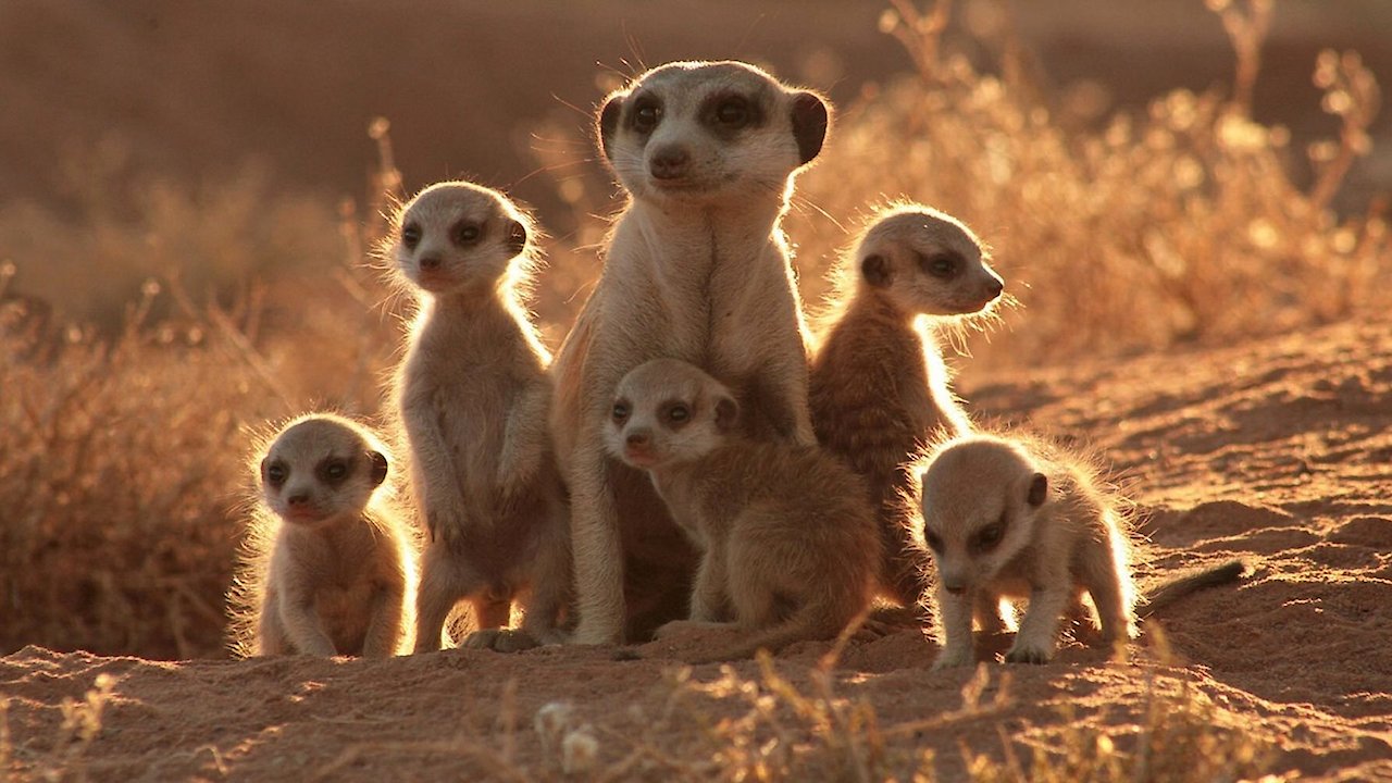 The Meerkats