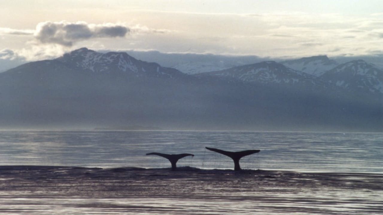 A Life Among Whales
