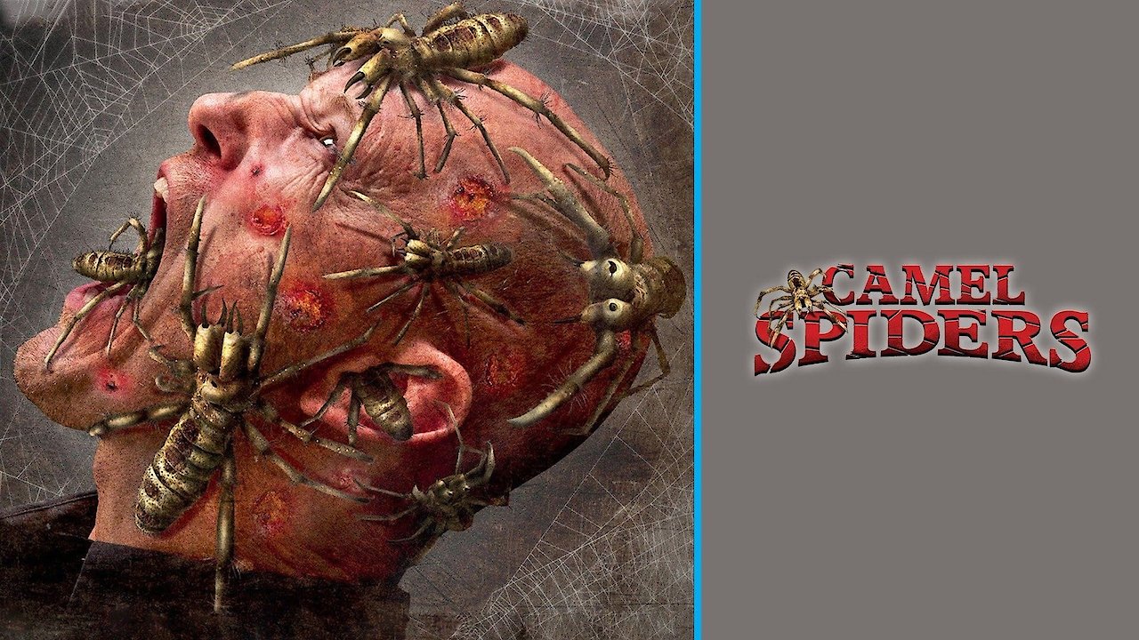 Camel Spiders