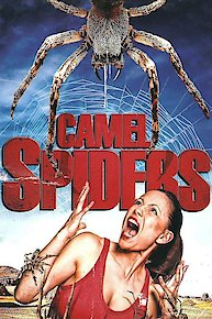 Camel Spiders