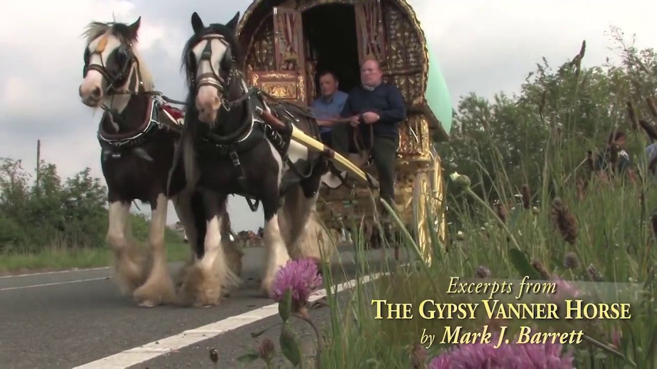 Gypsy Vanner Horse
