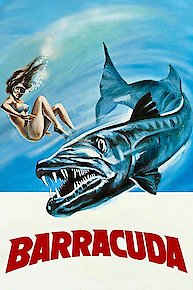 Barracuda