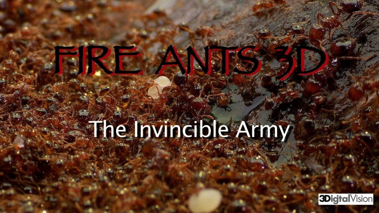 Fire Ants: The Invincible Army
