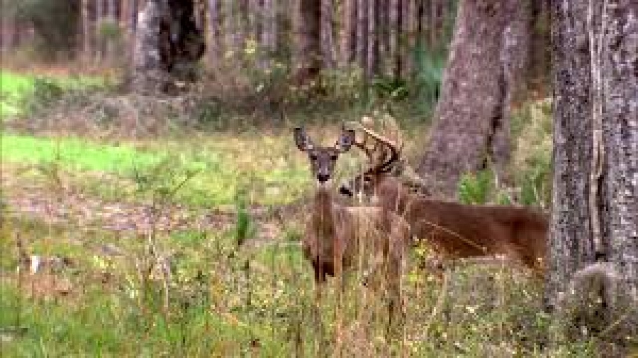 The Secret Life of Whitetails