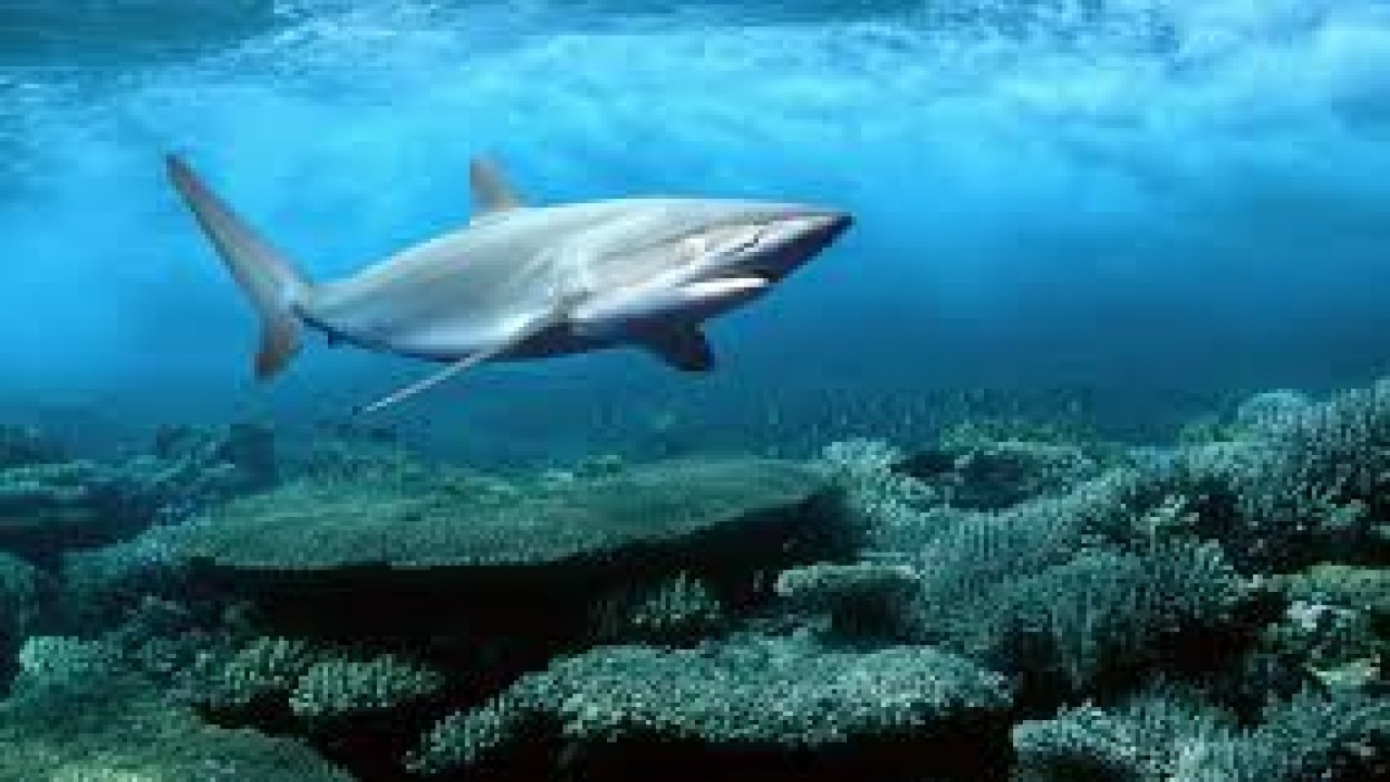 Wondrous Secrets of the Ocean Realm: Life in the Sea
