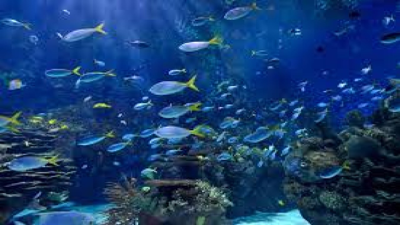 Aquarium Dreams