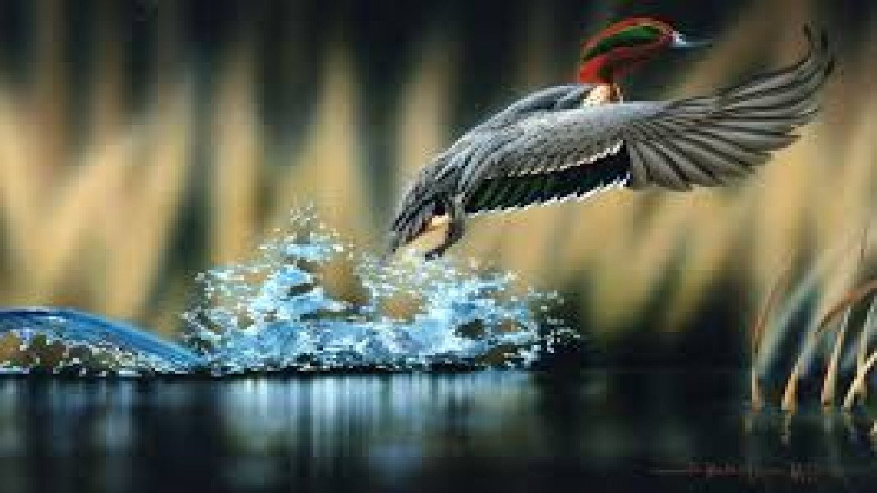 Animals Are Amazing: Life in the Wild: Part One