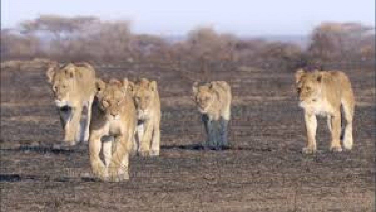 Nature's Great Events: The Family Life of Animals: The Wonders of Life's Beginnings