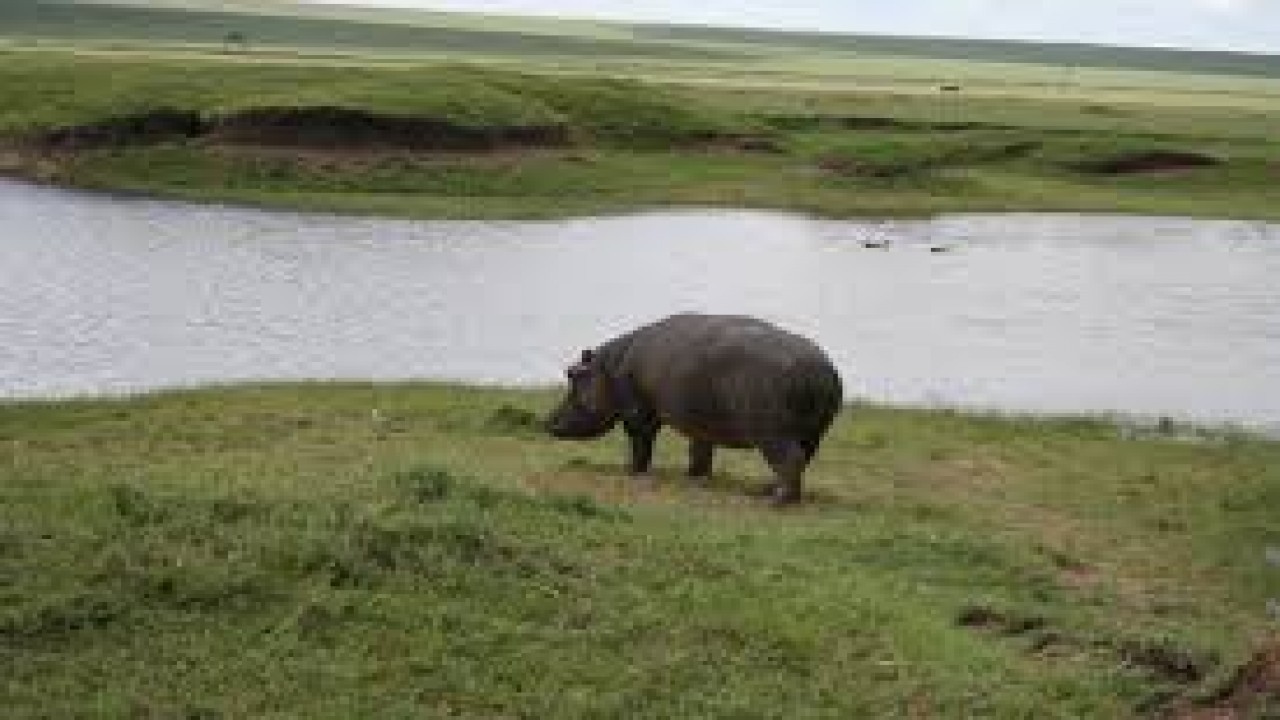 Nature's Great Events: The Great Journeys