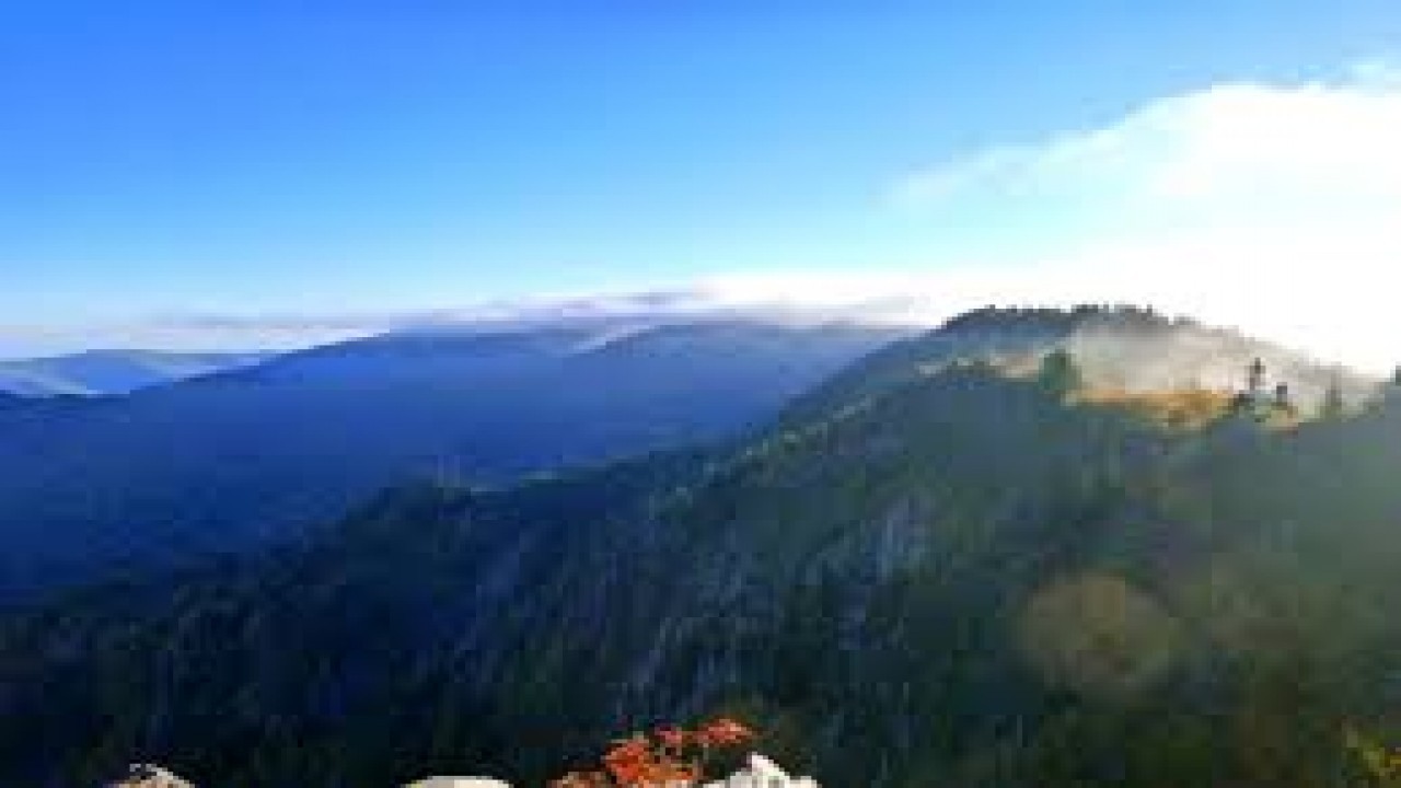 Appalachia - The Endless Forest