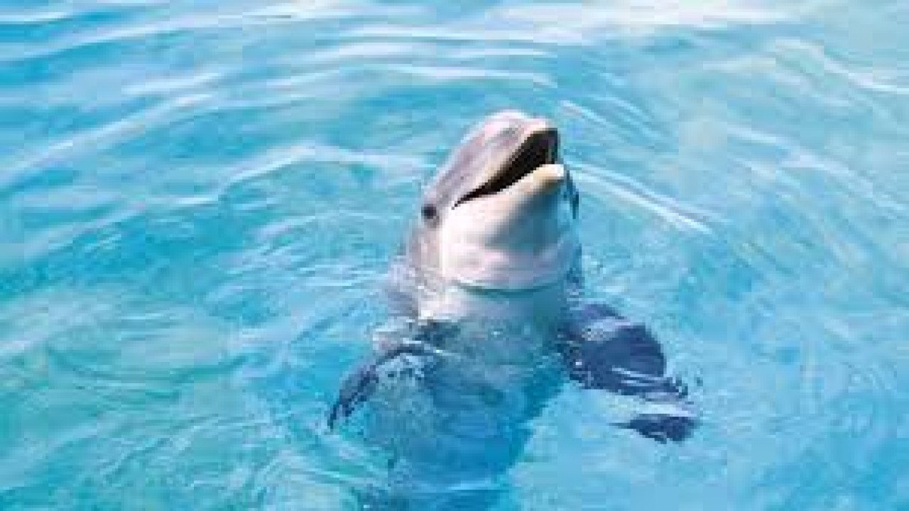 Saving Flipper