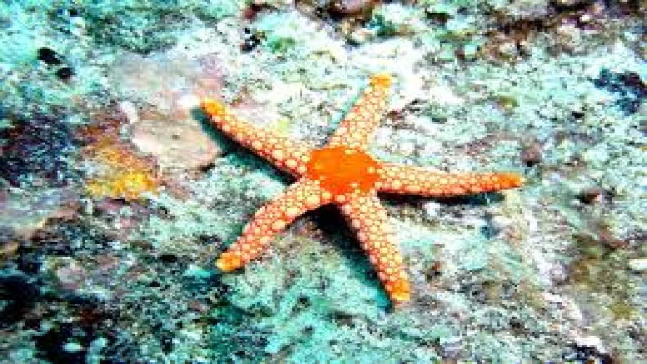 Wondrous Secrets of the Ocean Realm: City in the Sea & Star Gardens