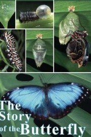 The Story of the Butterfly