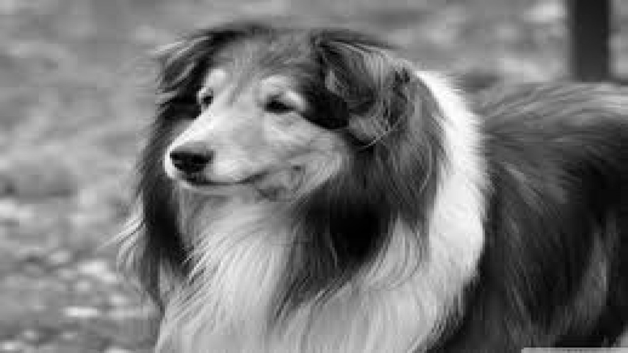 Hollywood Collection: The Story of Lassie