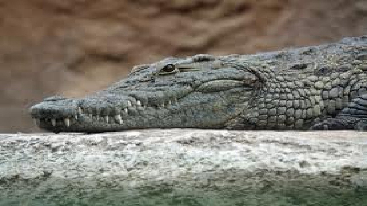 Wild Venezuela - The Orinoco Crocodile