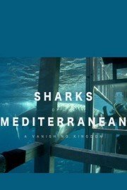 Sharks of the Mediterranean: A Vanishing Kingdom