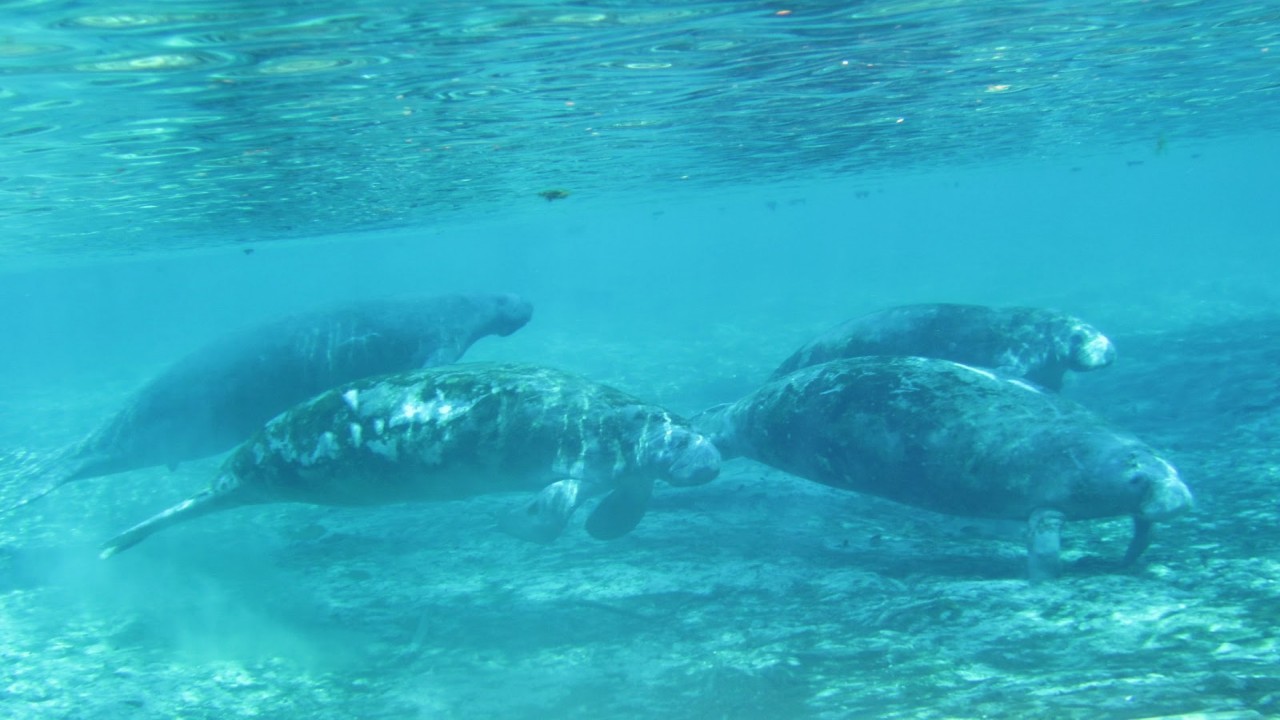 Endangered Mermaids: The Manatees of Florida