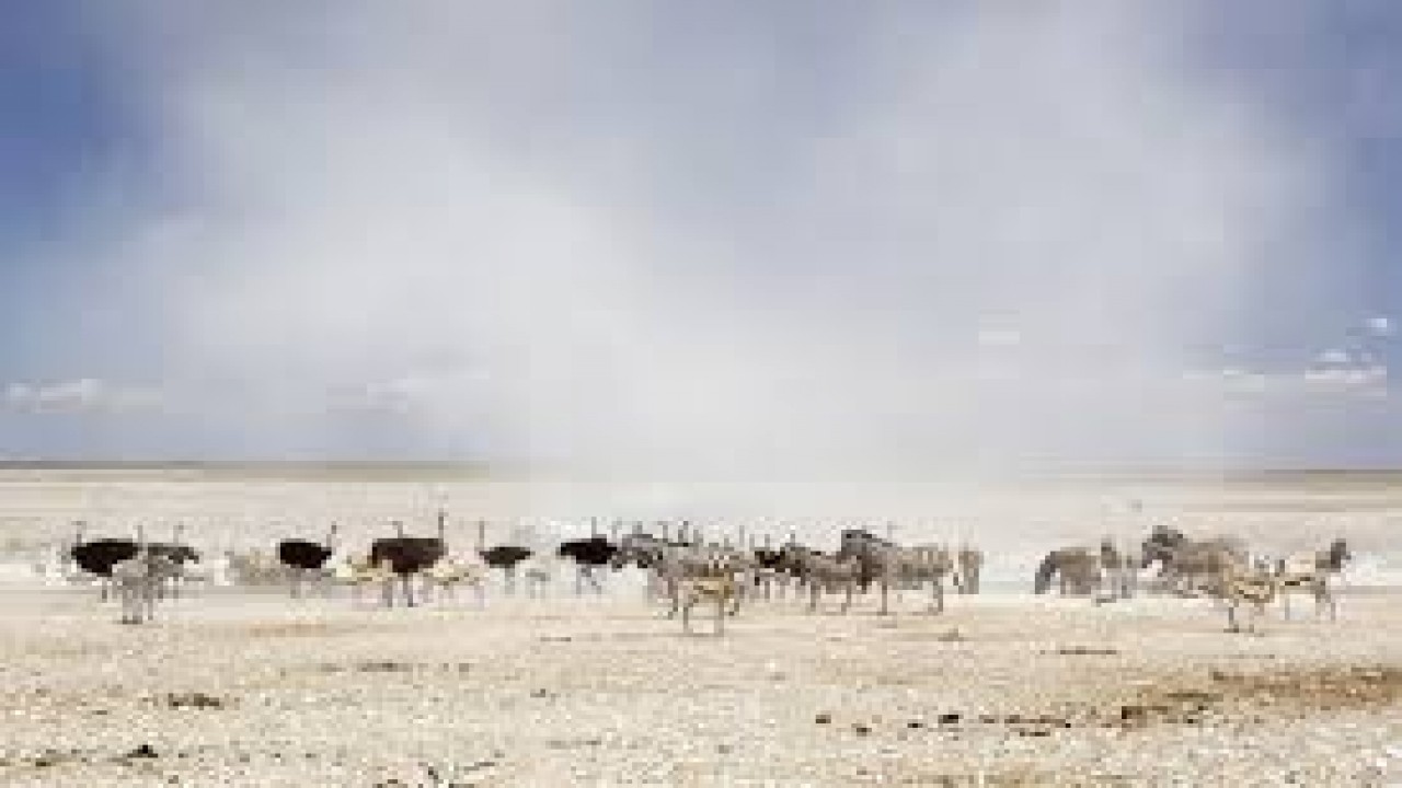 Nature Parks: Etosha, Namibia