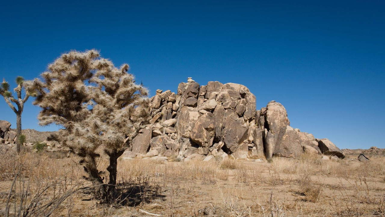 Nature Parks: Joshua Tree - Nature Park