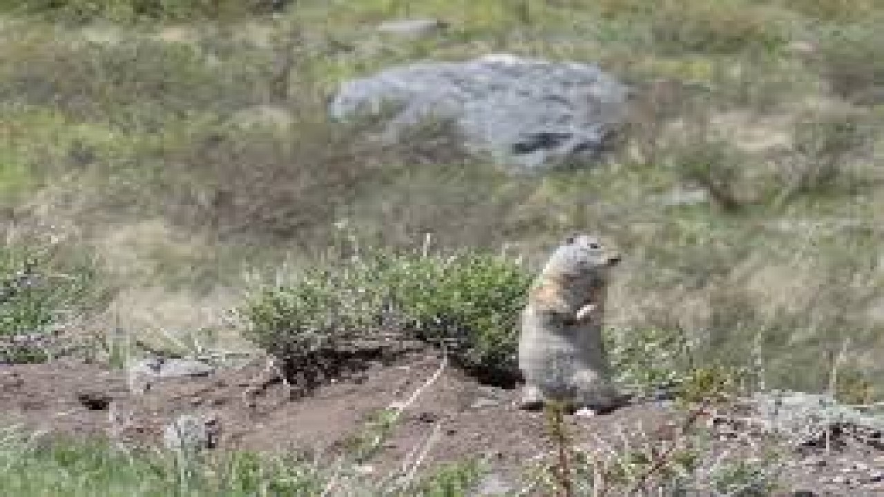 Yellowstone Trails and Tails