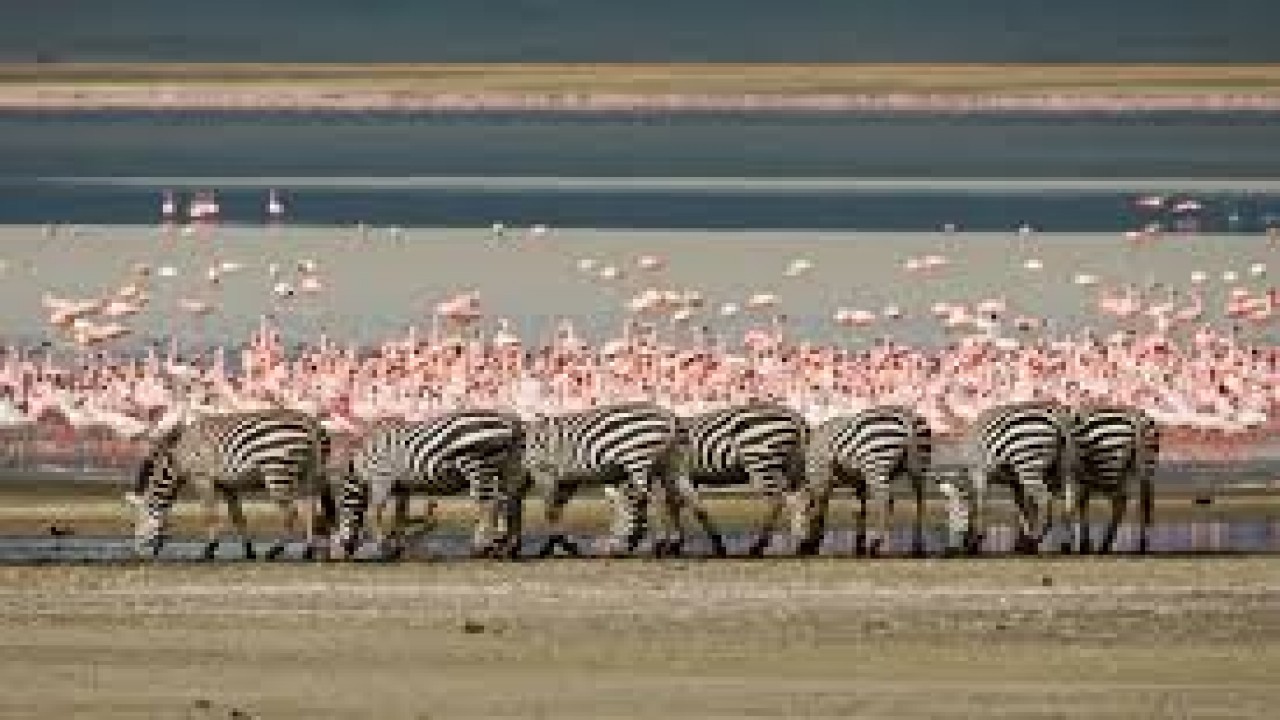 Nature Wonders: Ngorongoro Grater