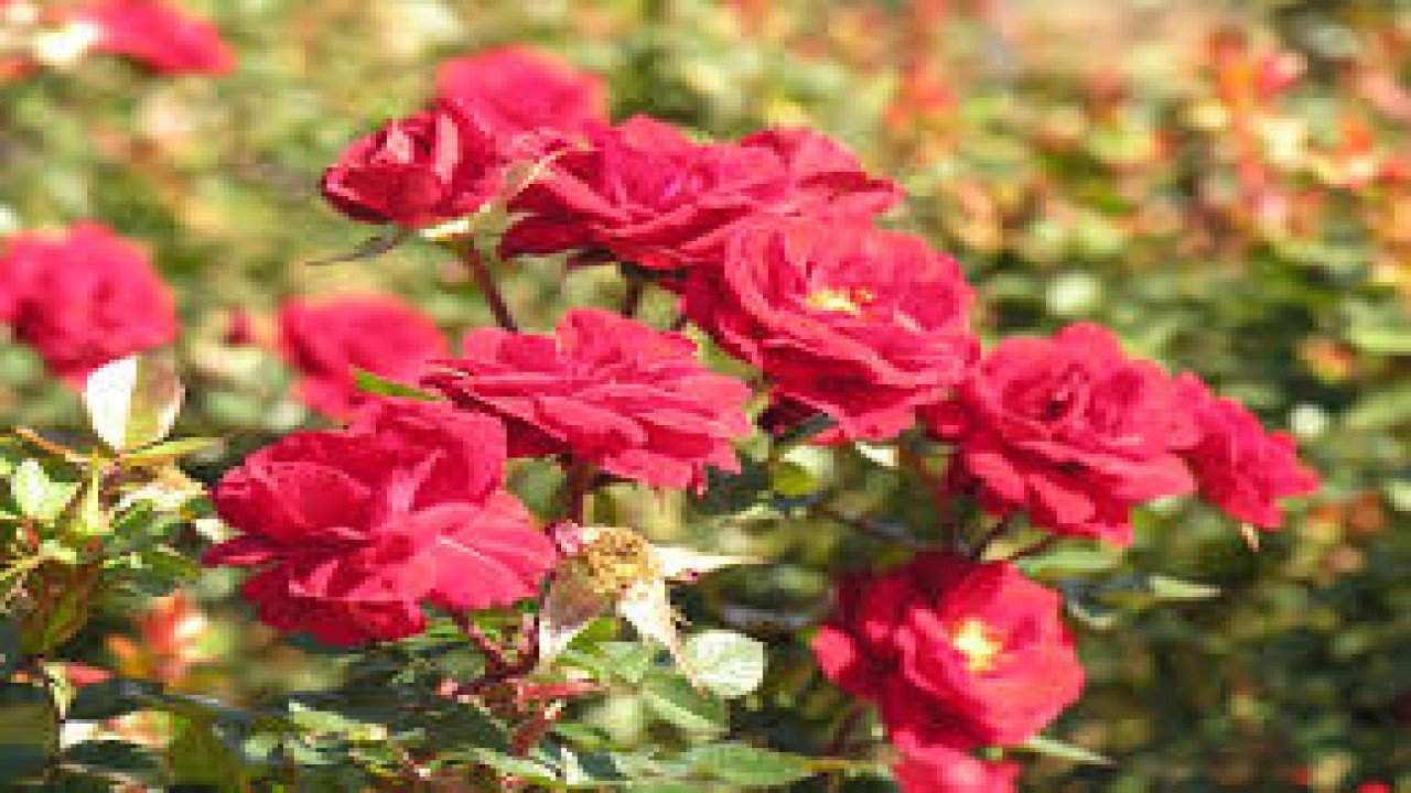 Growing Good Roses