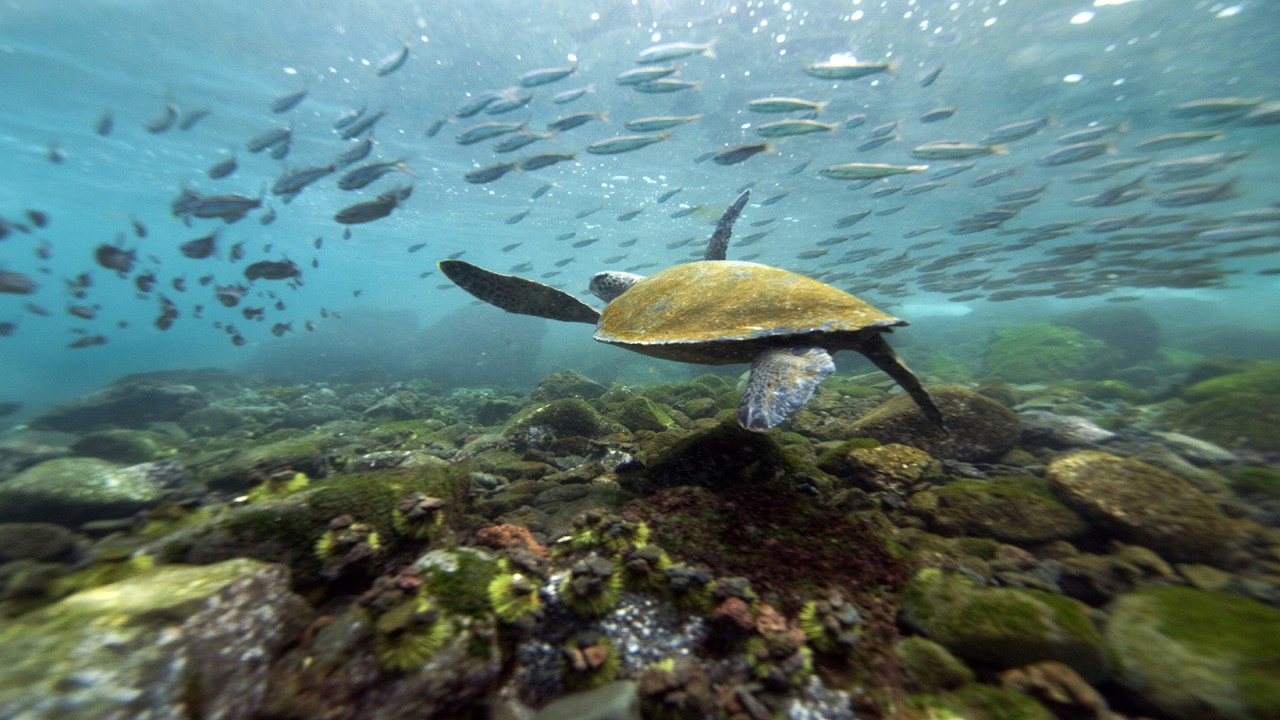 Cosmos Global Documentaries: Galapagos