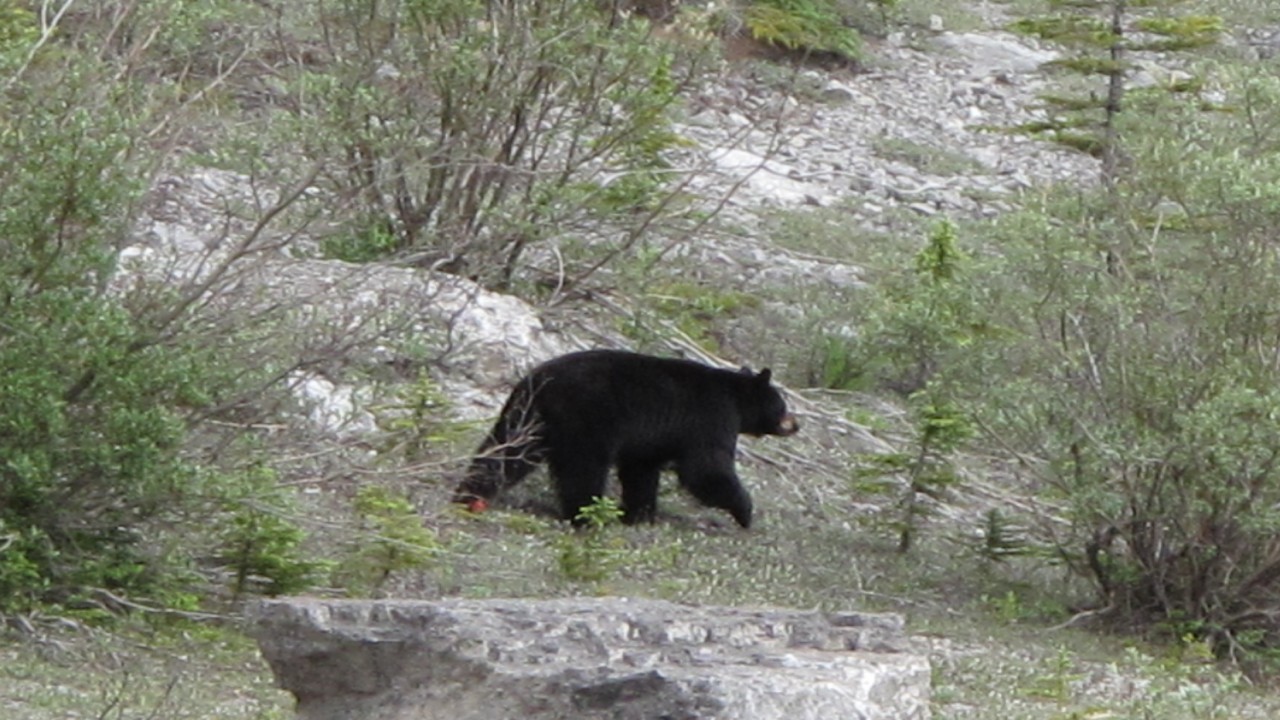 Encountering Wildlife: In The Canadian Rockies