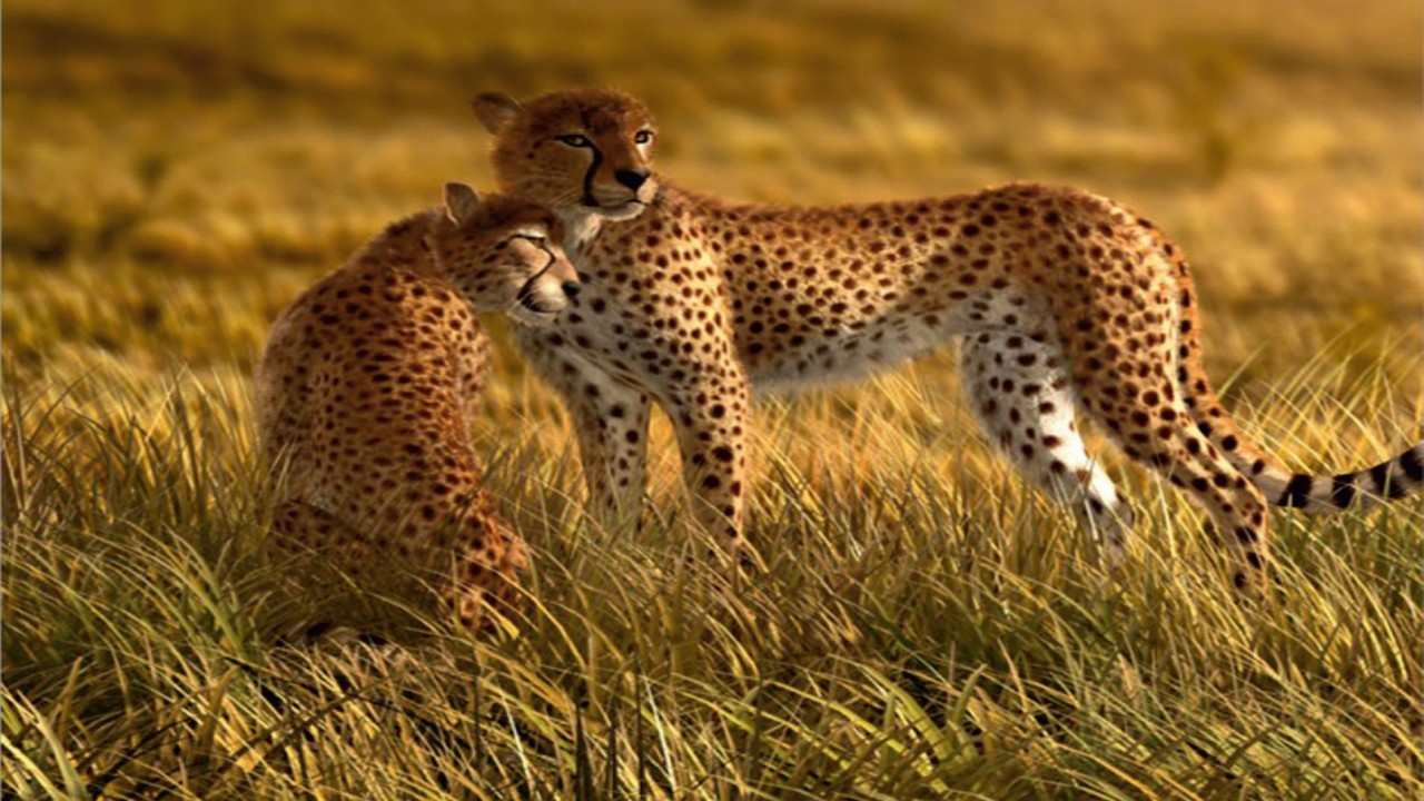 Nature Tracks: Cheetah