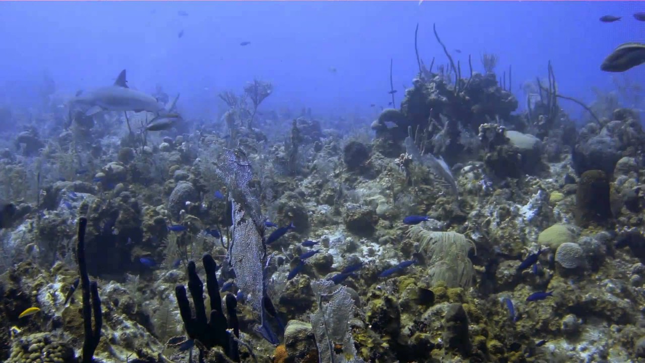 Dive Travel: Turks and Caicos