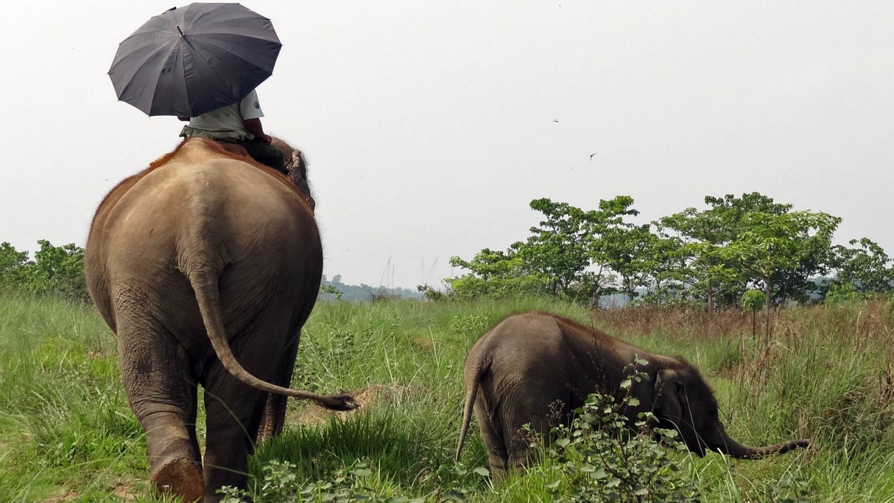 Nature Parks: Royal Chitwan