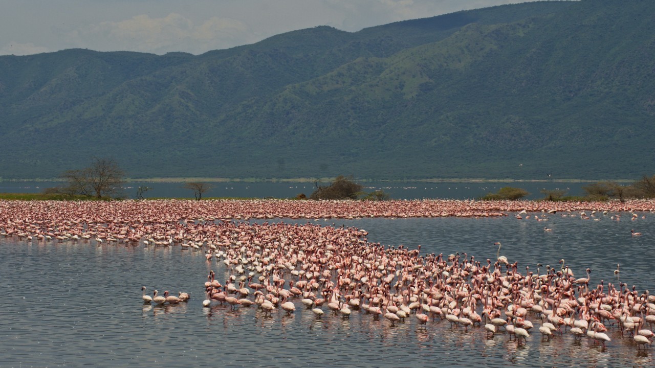 Cosmos Global Documentaries: The Lakes of the Great Rift Valley